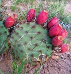 Opuntia macrocentra, Rodeo, NM