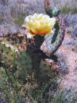 Opuntia macrocentra