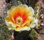 Opuntia macrocentra