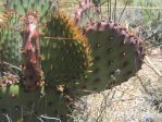 Opuntia macrocentra