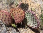 Opuntia macrocentra