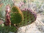 Opuntia macrocentra