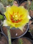 Opuntia macrorhiza,  Wicket, TX