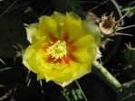 Opuntia macrorhiza,  Wicket, TX