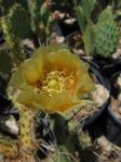 Opuntia macrorhiza "greenei," Berthoud, CO