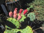 Opuntia macrorhiza "greenei," Berthoud, CO