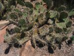 Opuntia macrorhiza "greenei," Grand Junction Botanical Garden, CO