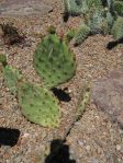 Opuntia macrorhiza "greenei," Grand Junction Botanical Garden, CO