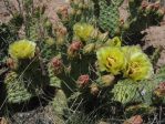 Opuntia macrorhiza "greenei," near Espanola, NM