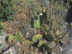 Opuntia macrorhiza "stenochila," Durango, CO