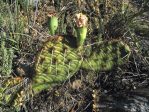 Opuntia macrorhiza "stenochila," Durango, CO