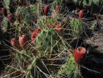 Opuntia macrorhiza "stenochila"