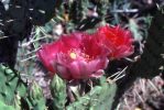 Opuntia macrorhiza "stenochila," maybe garden hybrid