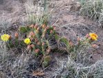 Opuntia macrorhiza "stenochila"