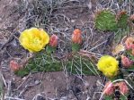 Opuntia macrorhiza "stenochila"