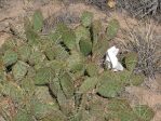 Opuntia macrorhiza near Espanola, NM