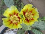 Opuntia macrorhiza, Palo Pinto Co, Texas, Derrill Pope