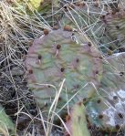 Opuntia macrorhiza