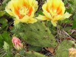 Opuntia macrorhiza, near Austin, TX Ed Utley