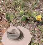 Opuntia macrorhiza, near Austin, TX Ed Utley