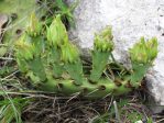 Opuntia macrorhiza, Ed Utley