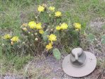 Opuntia sanquinicola, grows in same habitat as O. macrorhiza near Austin, TX Ed Utley