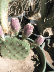 Opuntia macrorhiza fruit