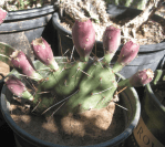 Opuntia macrorhiza fruit