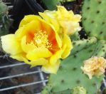 Opuntia macrorhiza "grandiflora," garden plant