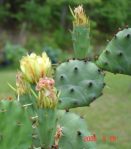 Opuntia macrorhiza "grandiflora," garden plant