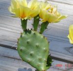 Opuntia macrorhiza "grandiflora," garden plant