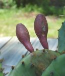 Opuntia macrorhiza, Grapeland, TX