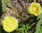 Opuntia macrorhiza "grandiflora," (left) from Houston, TX area with O. macrorhiza from LaGrange, TX