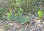 Opuntia macrorhiza, LaGrange, TX