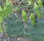 Opuntia macrorhiza, LaGrange, TX