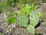 Opuntia macrorhiza, LaGrange, TX