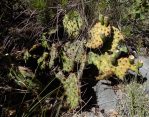 Opuntia macrorhiza, Lincoln National Forest, Michelle Cloud-Hughes