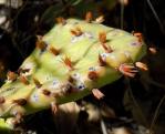 Opuntia macrorhiza, Lincoln National Forest, Michelle Cloud-Hughes