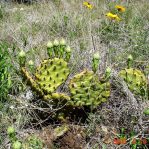 Opuntia macrorhiza, near Austin, TX