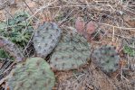 Opuntia macrorhiza, Roberts Ranch, Parker Co, TX, Michelle Cloud-Hughes