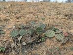 Opuntia macrorhiza, Roberts Ranch, Parker Co, TX, Michelle Cloud-Hughes