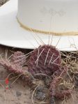 Opuntia macrorhiza, Ojo Caliente, NM