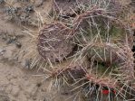 Opuntia macrorhiza, Ojo Caliente, NM