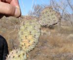 Opuntia macrorhiza, Albuquerque, NM