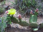 Opuntia macrorhiza, sandhills north of Logan, NM