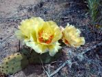 Opuntia macrorhiza, sandhills north of Logan, NM