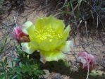 Opuntia macrorhiza, sandhills north of Logan, NM