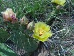 Opuntia macrorhiza, sandhills north of Logan, NM