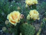 Opuntia macrorhiza, sandhills north of Logan, NM