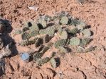 Opuntia macrorhiza, Utah